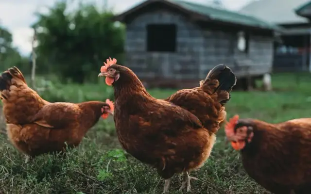 Imagen representativa de Terapia asistida con gallinas: un enfoque innovador para el bienestar