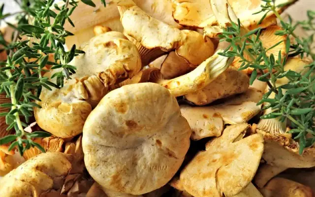Imagen representativa de Níscalos, delicia de la Serranía de Cuenca