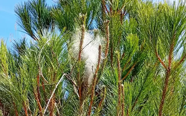 Imagen representativa de Orugas procesionarias: una peligrosa plaga en los pinares