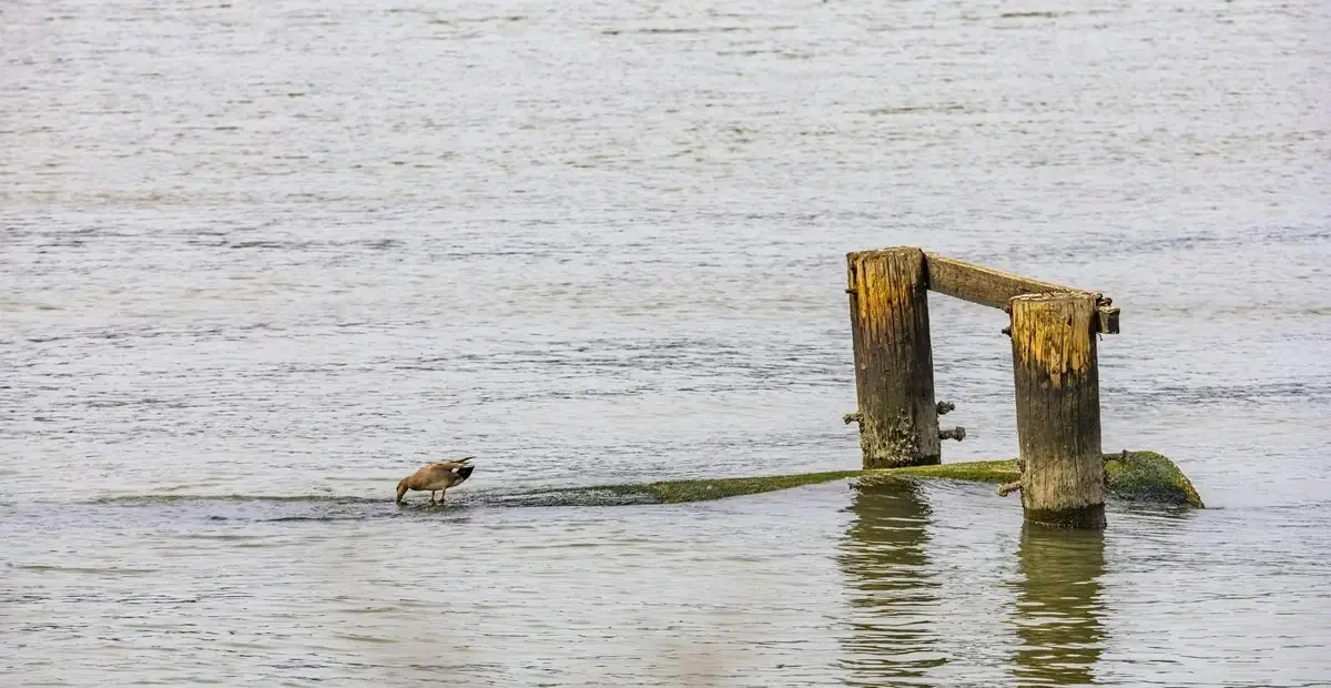 Imagen de la actividad: Alas sobre el agua: aventura de observación de aves