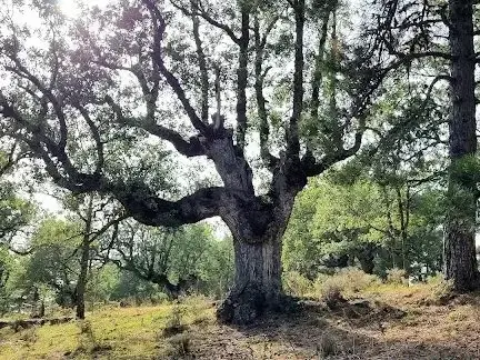Imagen de la actividad: El bosque encantado de Carrascosa