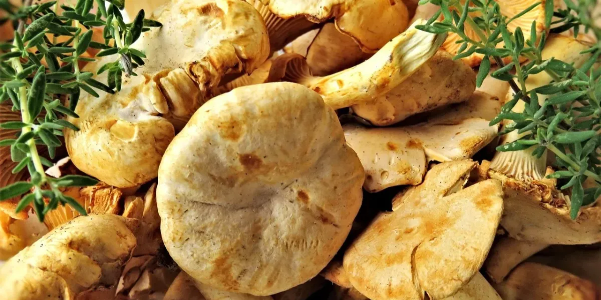 Imagen de portada del artículo: Níscalos, delicia de la Serranía de Cuenca