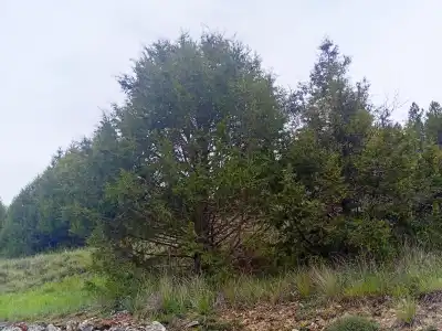 Imagen de portada para Los bosques de sabinas de la Serranía de Cuenca: guardianes silenciosos del paisaje