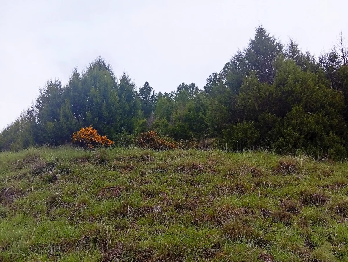 Los bosques de sabinas de la Serranía de Cuenca