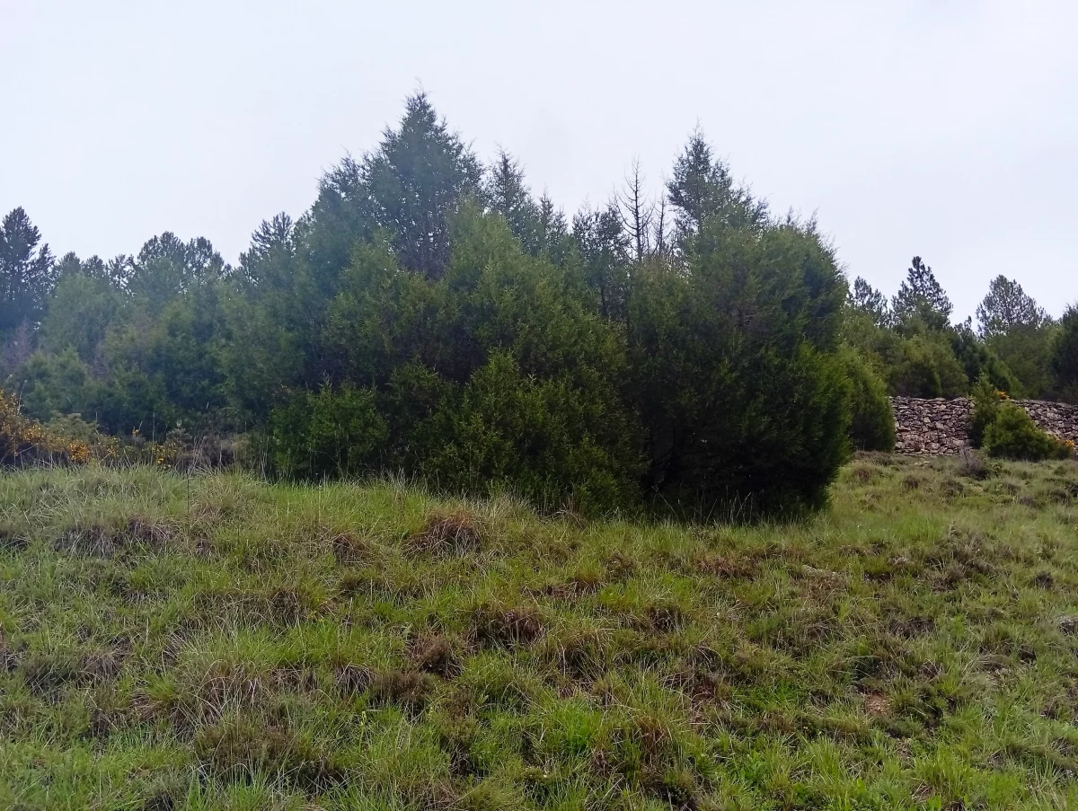 Los bosques de sabinas de la Serranía de Cuenca