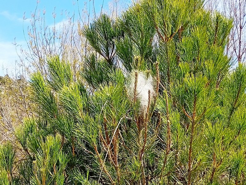 Orugas procesionarias: una peligrosa plaga en los pinares Orugas procesionarias: una peligrosa plaga en los pinares