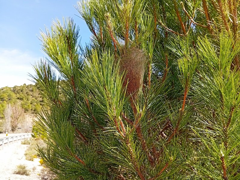 Orugas procesionarias: una peligrosa plaga en los pinares Orugas procesionarias: una peligrosa plaga en los pinares
