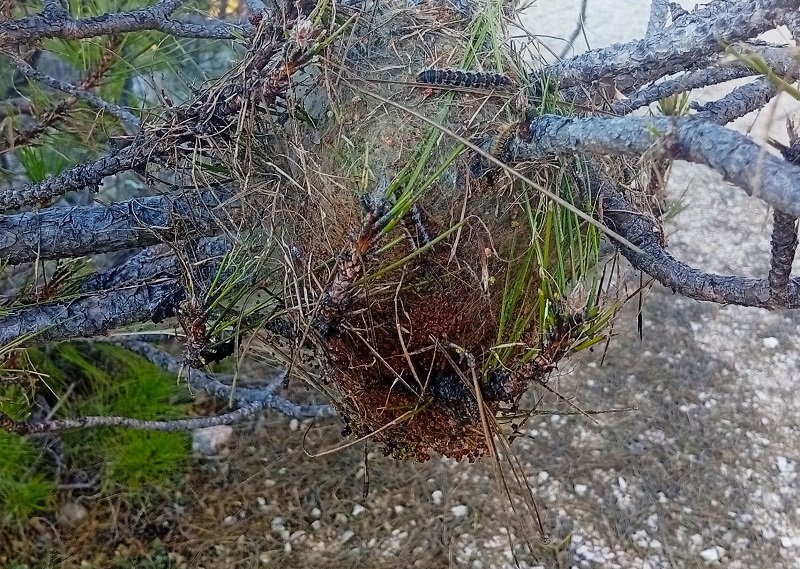 Orugas procesionarias: una peligrosa plaga en los pinares Orugas procesionarias: una peligrosa plaga en los pinares