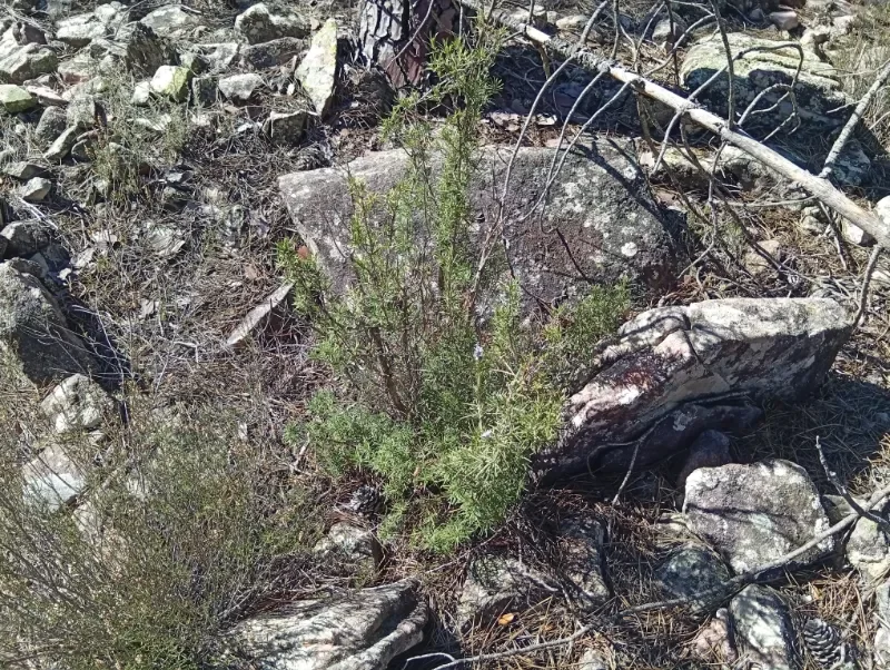 Una necrópolis de túmulos y tumbas en la Serranía de Cuenca